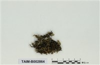 藏品(粗蔓苔屬)的圖片